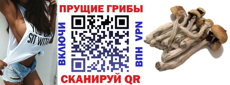 Галлюциногенные грибы Cubensis  где купить наркоту  Борисоглебск 